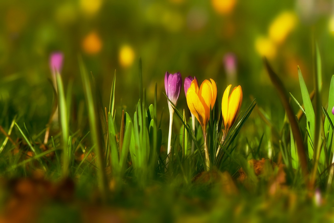 crocus, spring flower, bloom, garden, february, springtime, february, february, february, nature, february, february, springtime